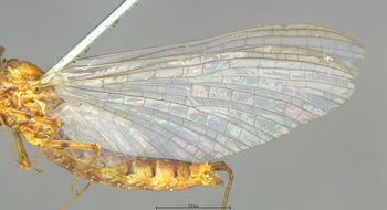 Media type: image;   Entomology 11241 Aspect: wing